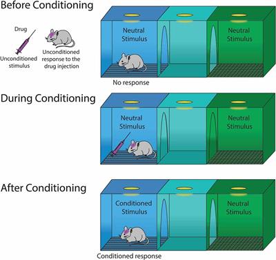 Frontiers | Drug-Induced Conditioned Place Preference And Its Practical ...